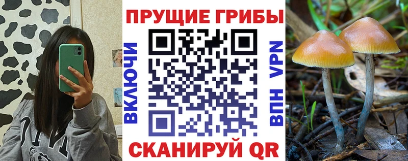 Галлюциногенные грибы Psilocybe  как найти закладки  Кумертау 